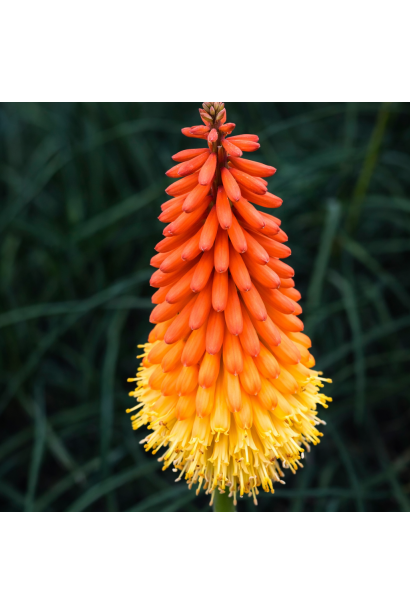 Кніфофія ягідна палаючий смолоскип